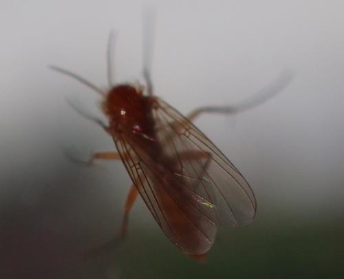 Sciophila sp.